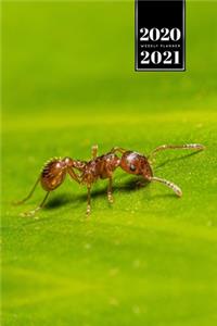 Ant Insect Myrmecology Week Planner Weekly Organizer Calendar 2020 / 2021 - Explore the Leaf