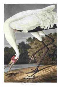 Bird Watching Journal