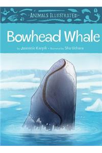 Animals Illustrated: Bowhead Whale