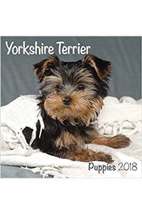 Yorkshire Terrier Puppies M