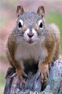 Good Morning, Squirrel Journal