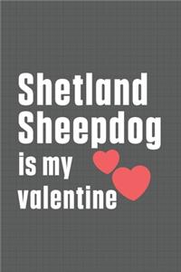 Shetland Sheepdog is my valentine
