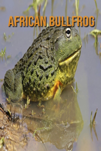 African Bullfrog