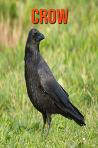 Crow