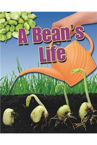 Bean's Life