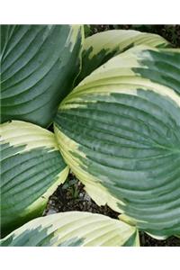 School Composition Book Pretty Hosta Leaves