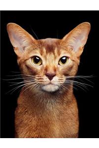 Abyssinian