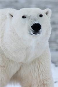 Solitary Polar Bear Journal