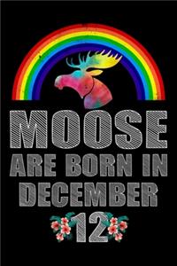 Moose Are Born In December 12