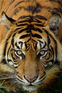 Tiger Lovers 2020 Weekly Monthly Planner