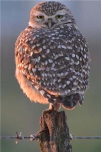 Owl Notebook