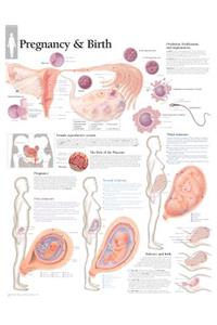 Pregnancy & Birth Chart