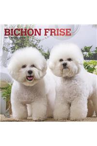 Bichon Frise 2021 Square Foil