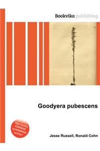 Goodyera Pubescens