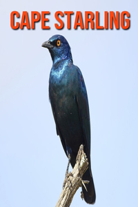 Cape Starling