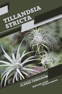 Tillandsia stricta