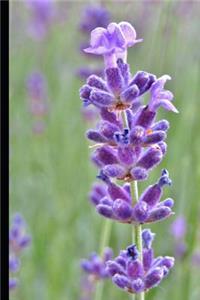 Fresh Purple Lavender Journal