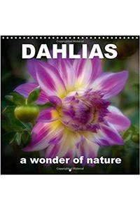 Dahlias a Wonder of Nature 2017