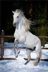 Andalusian Horse Journal