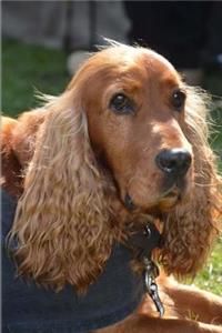 Cocker Spaniel Dog Journal