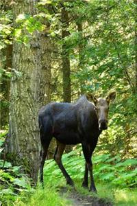 Moose Journal