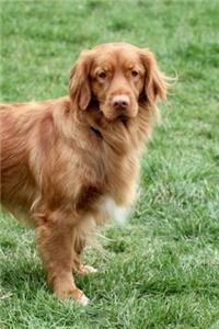 Nova Scotia Duck Tolling Retriever