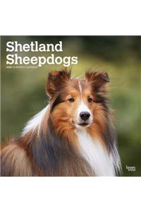 Shetland Sheepdogs 2020 Square Wall Calendar