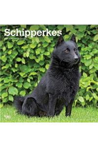 Schipperkes 2020 Square