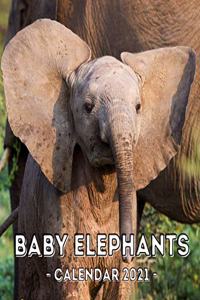 Baby Elephants