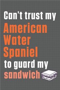 Can't trust my American Water Spaniel to guard my sandwich