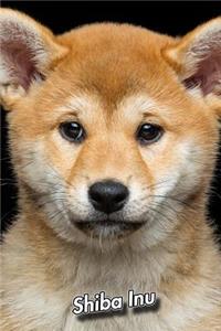 Shiba Inu