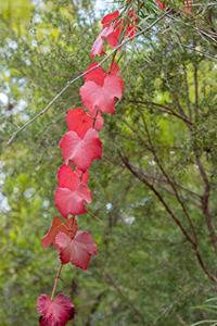 Red Grapevine Leaves in Autumn Journal: 150 Page Lined Notebook/Diary