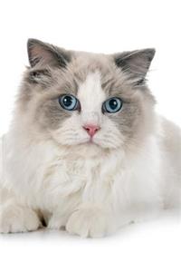 Ragdoll