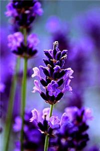 Lavender Field of Flowers Notebook