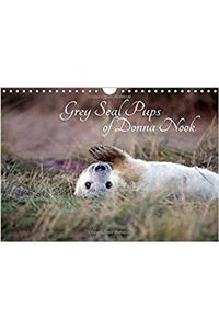 Grey Seal Pups of Donna Nook 2017