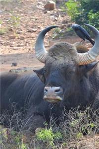 The Gaur Journal