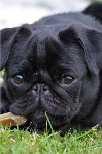 Adorable Pug Dog Journal