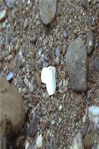 Journal Beach Seashell Heart