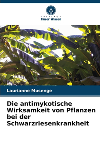 antimykotische Wirksamkeit von Pflanzen bei der Schwarzriesenkrankheit