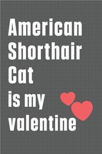 American Shorthair Cat is my valentine