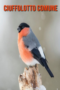 Ciuffolotto comune