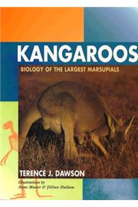 Kangaroos