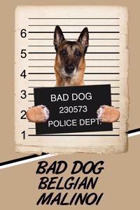 Bad Dog Belgian Malinoi