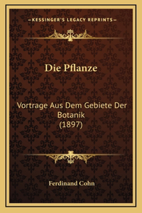 Die Pflanze