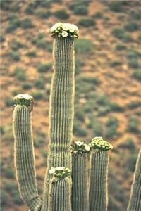 Arizona State Flower - Saguaro Cactus Blossom Journal