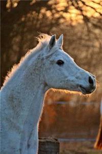 Cool White Horse in the Evening Journal