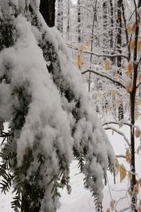 2020 Daily Planner Winter Scenic Snowy Woods 388 Pages