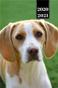 Beagle Dog Calendar Week Planner 2020 / 2021 - On the Lawn