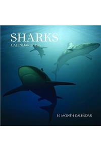 Sharks Calendar 2019