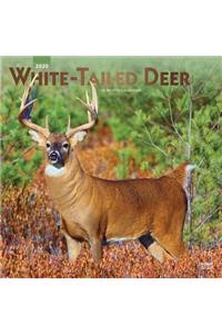 White Tailed Deer 2020 Square Foil